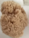 Small Sea Sponge